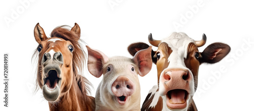 Portrait of Three Surprised Farm Animals (Horse, Pig, Cow) Isolated on White Background photo