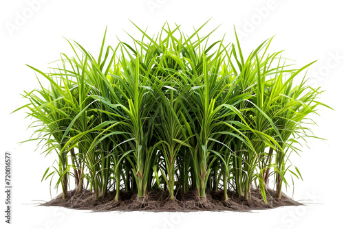 sugar cane plantation isolated on transparent background ,generative ai photo