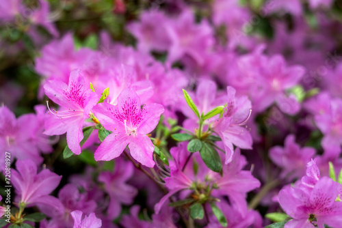 Pink azaleas in spring, close up