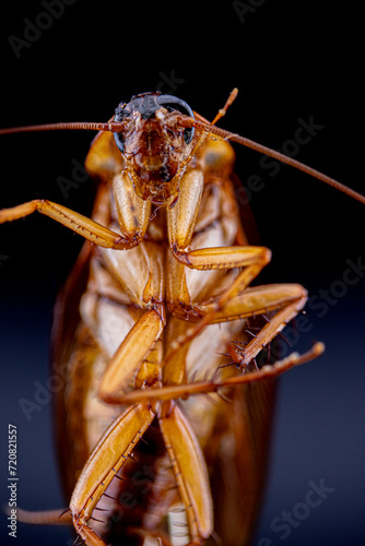 cockroach on the ground