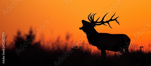 Red deer stag silhouette roaring at sunset. photo