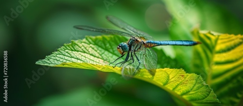 Captivating Dragonfly on a Vibrant Green Leaf: Dragonfly, Green, and Leaf Harmony