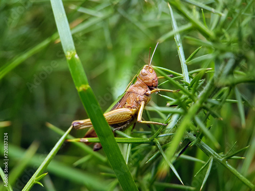 grasshopper in grass