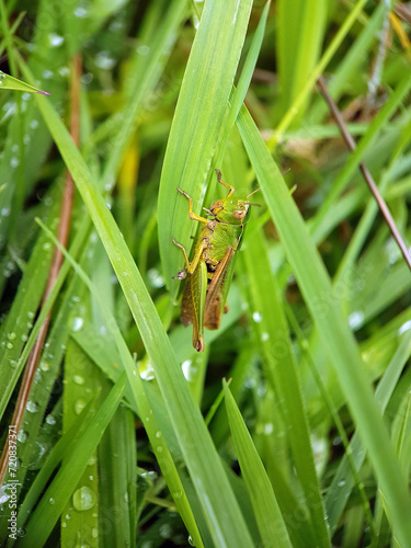 grasshopper in grass