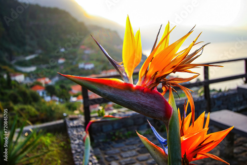 Bird of paradise (strelitzia reginae) flower blooming above the village of Ponta Delgada on the north coast of Madeira island (Portugal) in the Atlantic Ocean