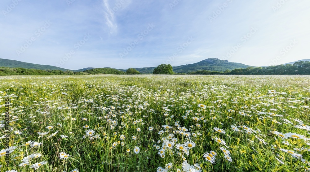 Chamomile field panorama. White daisy flowers in large field of lush green grass at sunset. Chamomile flowers field. Nature, flowers, spring, biology, fauna concept