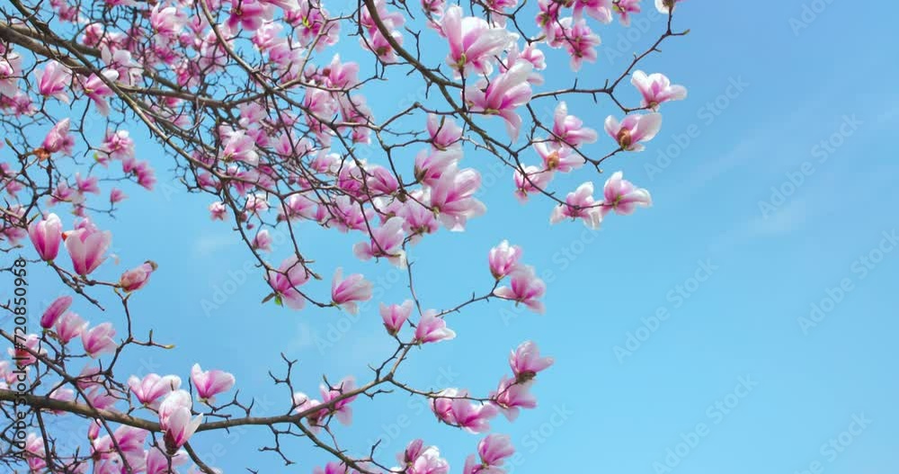 Blooming magnolia branch in spring Blooming magnolia branch in spring