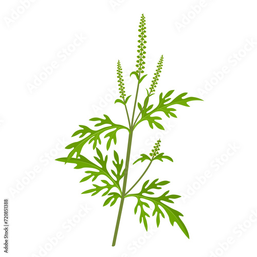 Vector illustration, Ambrosia artemisiifolia, with common names common ragweed, annual ragweed, and low ragweed, isolated on white background. photo