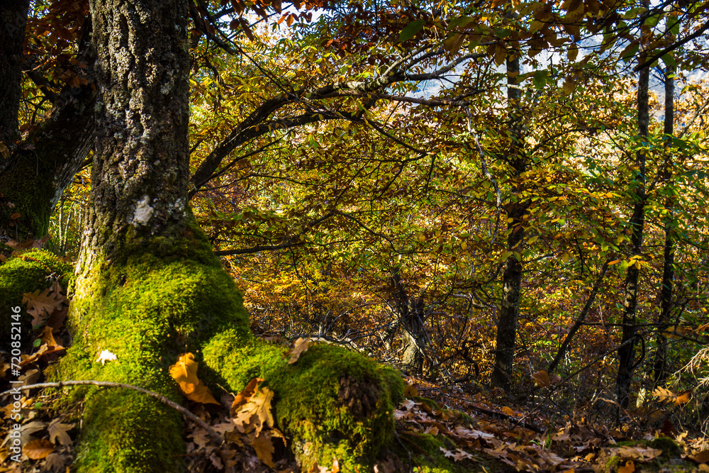 Autumn forest, Gudalupe, Cáceres, Spain Autumn forest, Gudalupe, Cáceres, Spain