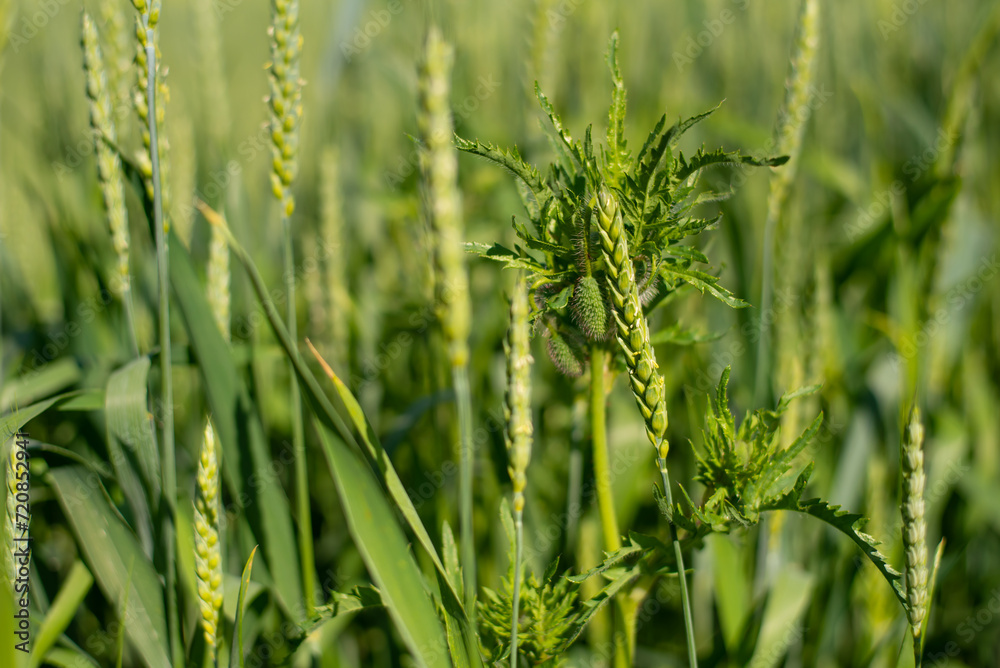 Green ears of wheat and poppy buds close-up. Green background Green ears of wheat and poppy buds close-up. Green background