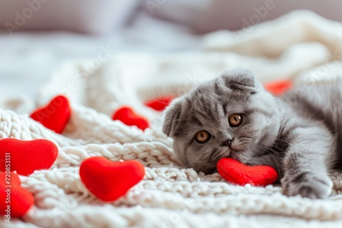 Valentines Day cat. Small kitten playing with red hearts on light white blanket on bed