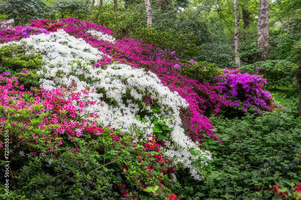 Beautiful colourful azaleas in spring Beautiful colourful azaleas in spring