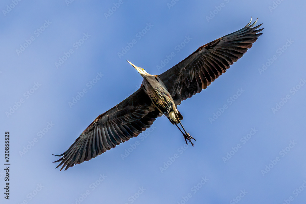 Obraz premium heron in flight