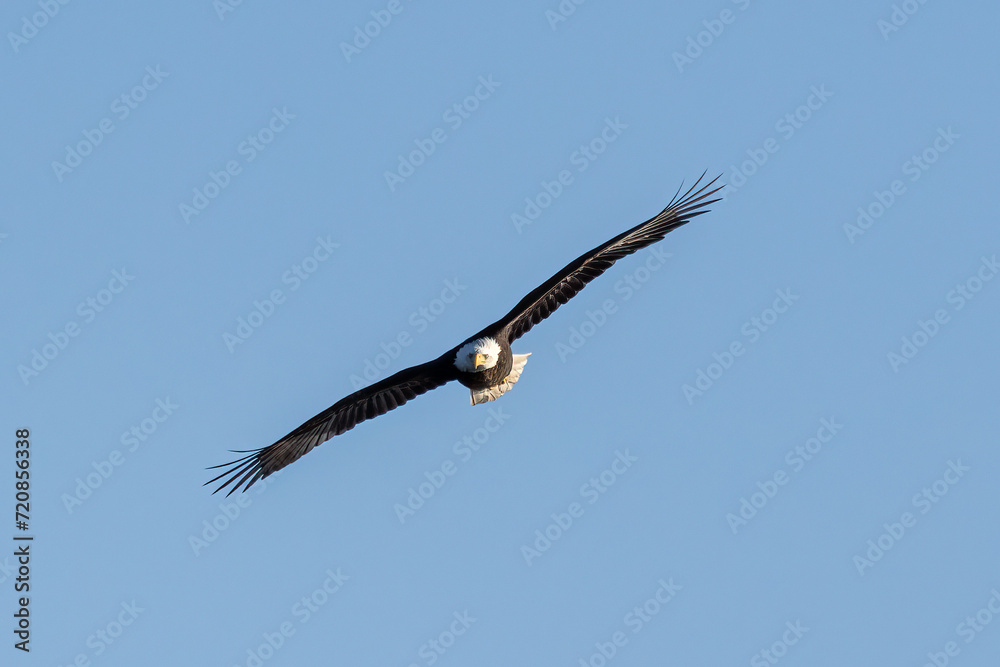 Obraz premium american bald eagle