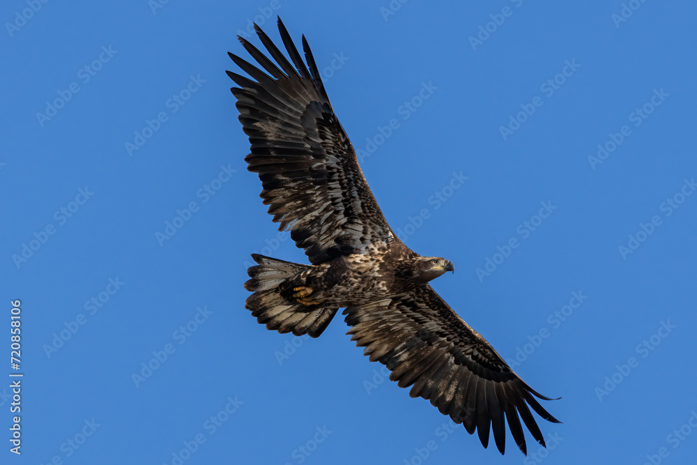 Obraz premium bald eagle in flight