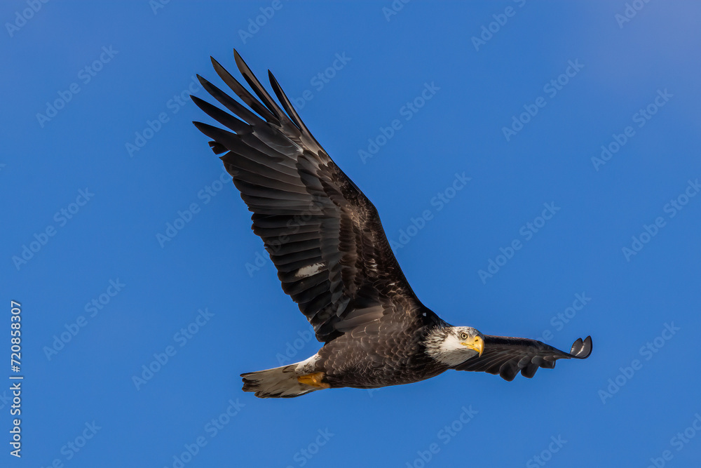 Naklejka premium american bald eagle