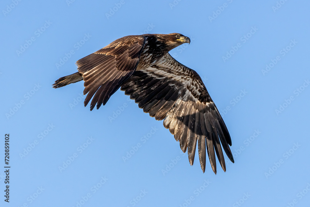 Obraz premium immature bald eagle in flight
