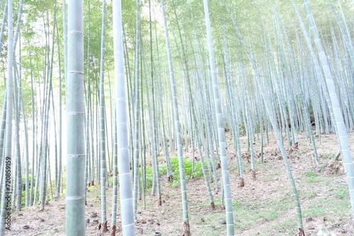Arashiyama Bamboo Grove - Kyoto  Japan