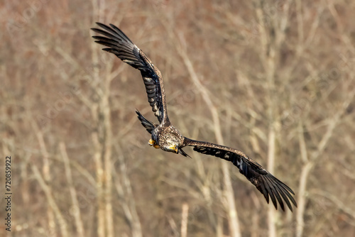 immature bald eagle in flight
