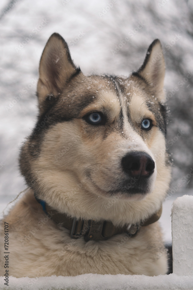 Alaskan Malamute and Siberian husky in snow Alaskan Malamute and Siberian husky in snow