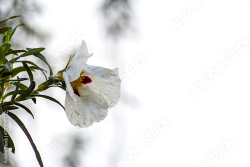 Una flor de jara empapada de rocío. photo