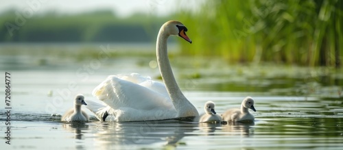 Conservation of biodiversity in the Danube delta  with a mother swan and her adorable babies gracefully gliding through the water.