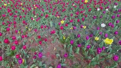 Many colourful tulips on flowerbed at spring day. Aerial view