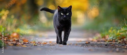 Black cat walking on park path.