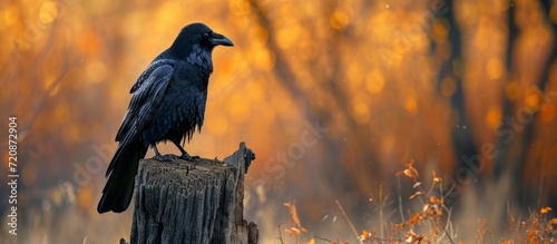 Beautiful Black Crow Perched Atop Dead Tree - A Stunning Image of a Beautiful Black Crow Perched Atop a Dead Tree photo