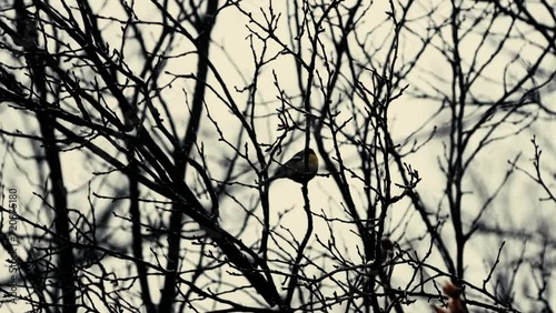 tit on the branches