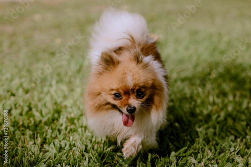 Cão Pomeranian Spitz bonito correndo na grama verde. © warleysoares