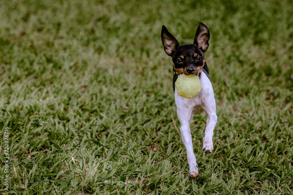 Cachorrinho brincando com uma bola na grama. Foco seletivo. Cachorrinho brincando com uma bola na grama. Foco seletivo.