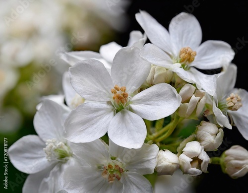 White flowers on a black background. Shallow depth of field.