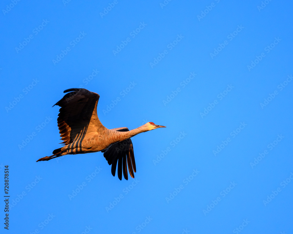 Obraz premium bird in flight