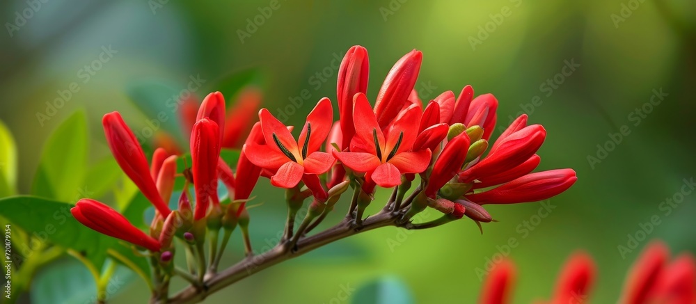 Beautiful Red Flower: Captivating Erythrin Speciosa Blossom in a Spectacular Display of Beautiful Red Flower Erythrin Speciosa Beautiful Red Flower: Captivating Erythrin Speciosa Blossom in a Spectacular Display of Beautiful Red Flower Erythrin Speciosa