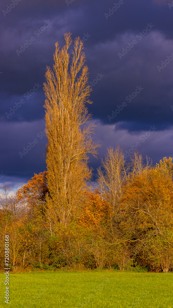 Fototapeta premium Picturesque clearing with trees in fall with sunshine and dramatic rain clouds