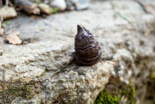 Close up of a Snow monkey or japanese macaque poop or feces on a big rock.