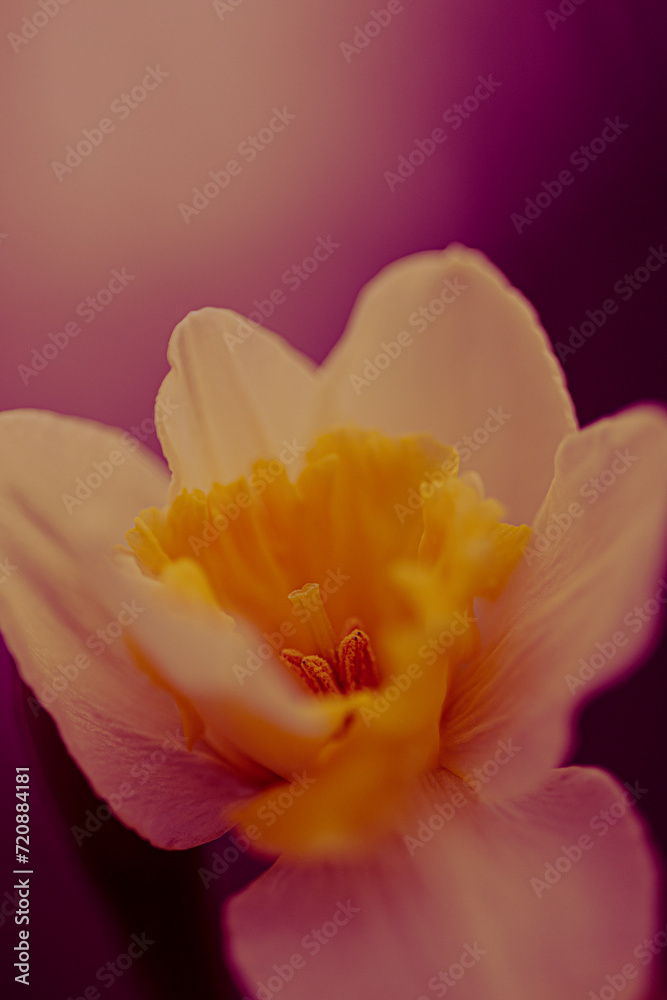 Abstract Daffodil Abstract Daffodil