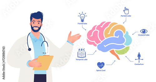 Human brain study flat vector illustration. Neurologist describe human brain anatomy functions with color coded. #720886763