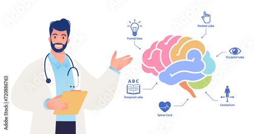Human brain study flat vector illustration. Neurologist describe human brain anatomy functions with color coded.