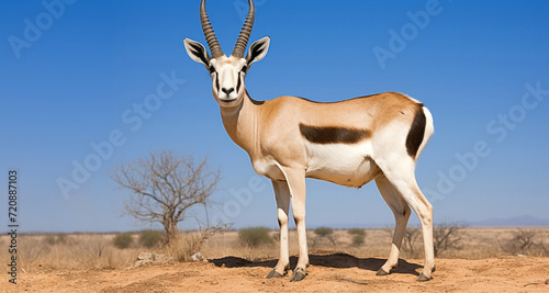 Springbok antelope in Etosha National Park, Namibia photo