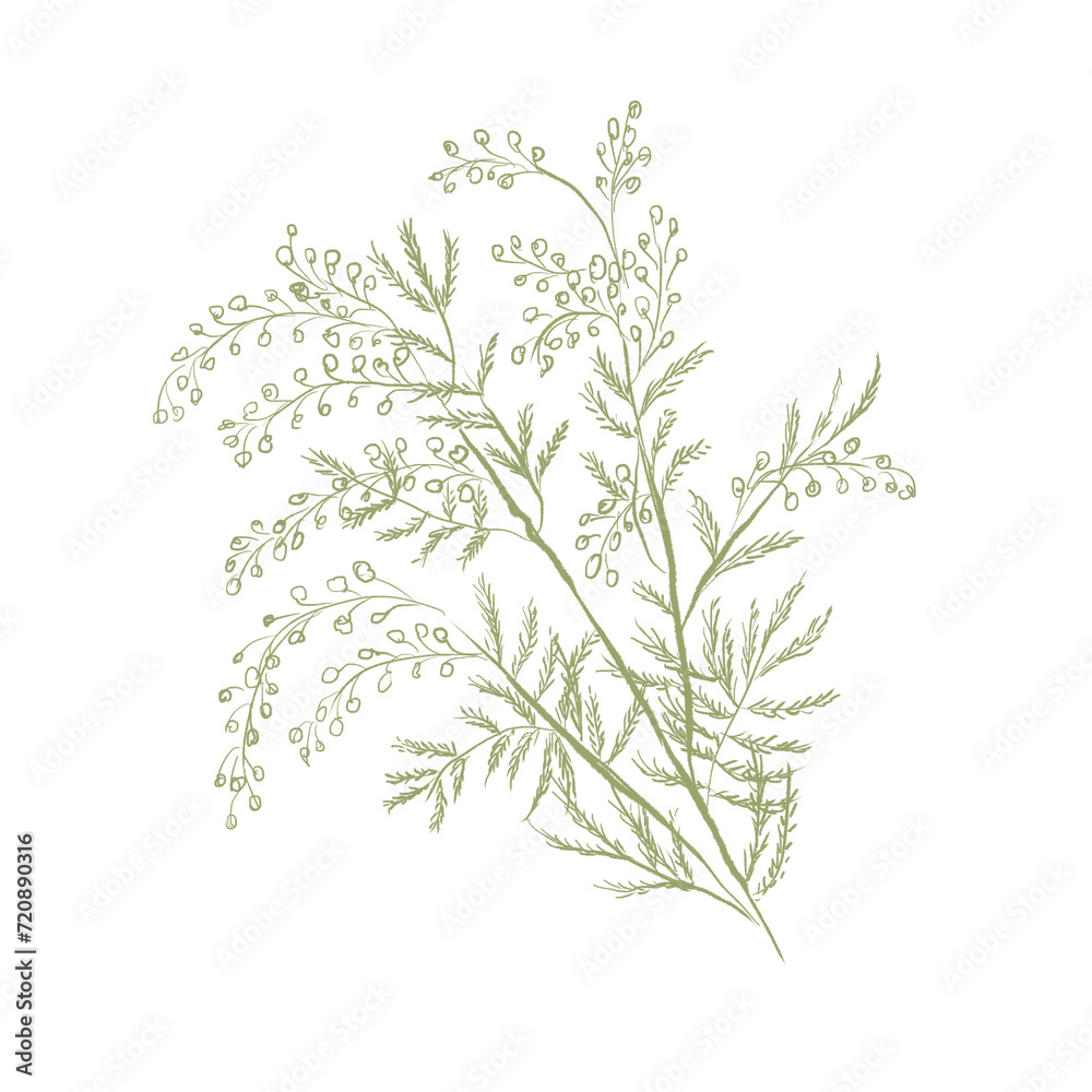 Acacia branch green illustration Acacia branch green illustration