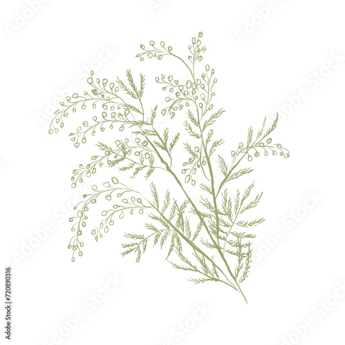 Acacia branch green illustration