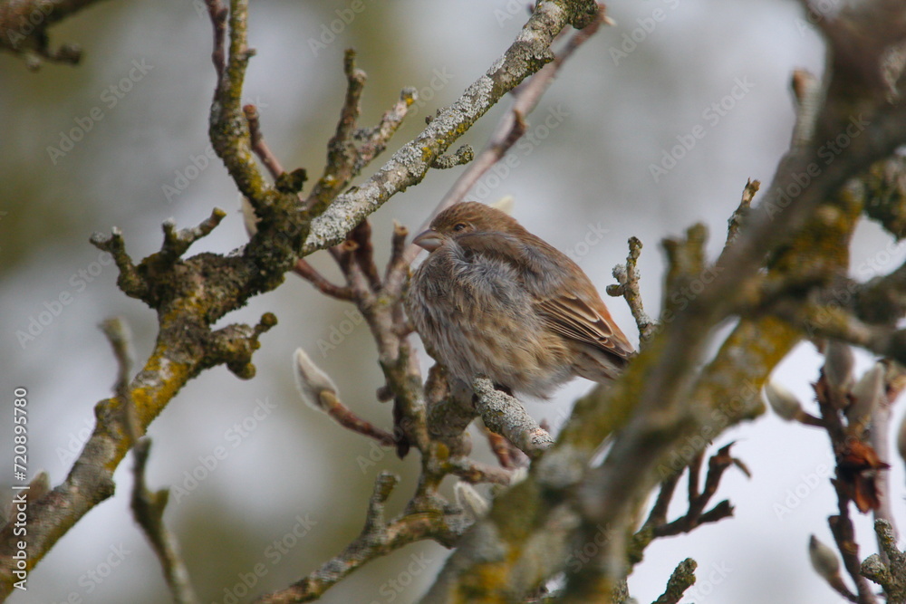 Purple Finch (Haemorhous purpureus) in a Magnolia Tree During Winter, Ohio Purple Finch (Haemorhous purpureus) in a Magnolia Tree During Winter, Ohio