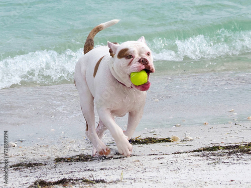 French Bulldog fetching a ball from Boca Ciega Bay at St. Pete Beach, Florida