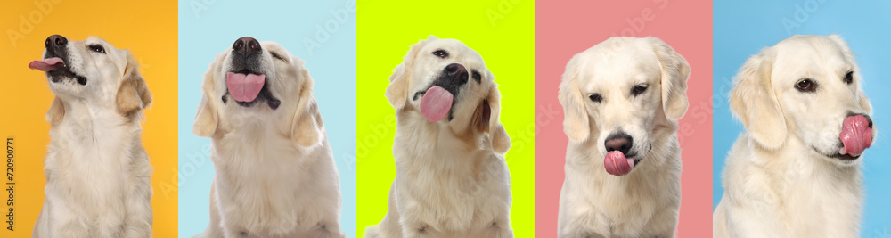 Cute Labrador Retriever showing tongue, collection of photos on different colors backgrounds - obrazy, fototapety, plakaty 