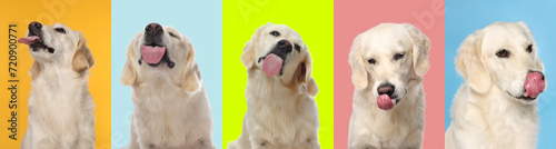 Cute Labrador Retriever showing tongue, collection of photos on different colors backgrounds