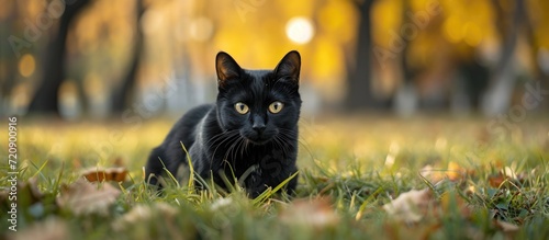 Black cat is sitting on the grass.