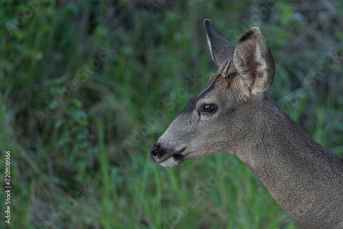 Fototapeta Naklejka Na Ścianę i Meble -  Deer in the Wild