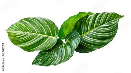 Calathea lutea foliage, (Cigar Calathea, Cuban Cigar), Exotic tropical leaf isolated on transparent and white background.PNG image. photo